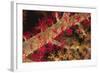 Soft Coral Polyps-Hal Beral-Framed Photographic Print