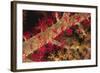 Soft Coral Polyps-Hal Beral-Framed Photographic Print