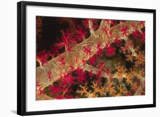 Soft Coral Polyps-Hal Beral-Framed Photographic Print