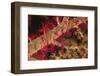 Soft Coral Polyps-Hal Beral-Framed Photographic Print