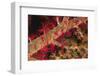 Soft Coral Polyps-Hal Beral-Framed Photographic Print