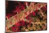 Soft Coral Polyps-Hal Beral-Mounted Photographic Print