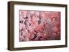 Soft Coral Polyps-Bernard Radvaner-Framed Photographic Print