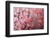 Soft Coral Polyps-Bernard Radvaner-Framed Photographic Print