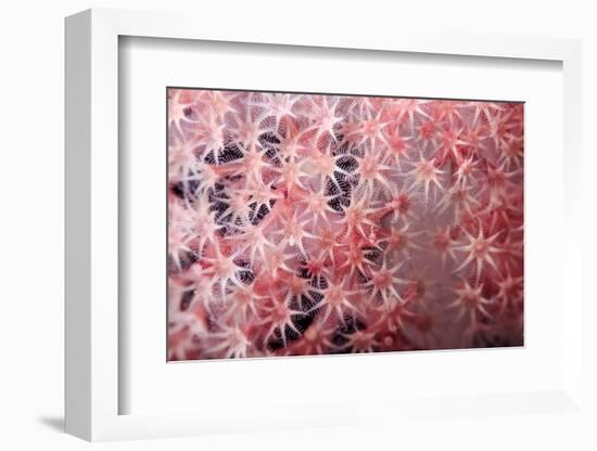 Soft Coral Polyps-Bernard Radvaner-Framed Photographic Print