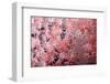 Soft Coral Polyps-Bernard Radvaner-Framed Photographic Print