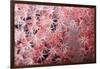 Soft Coral Polyps-Bernard Radvaner-Framed Photographic Print