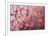 Soft Coral Polyps-Bernard Radvaner-Framed Photographic Print