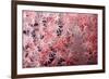 Soft Coral Polyps-Bernard Radvaner-Framed Photographic Print