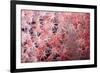 Soft Coral Polyps-Bernard Radvaner-Framed Photographic Print