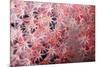 Soft Coral Polyps-Bernard Radvaner-Mounted Photographic Print