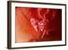 Soft Coral Porcelain Crab-Hal Beral-Framed Photographic Print