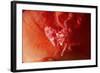 Soft Coral Porcelain Crab-Hal Beral-Framed Photographic Print