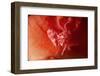 Soft Coral Porcelain Crab-Hal Beral-Framed Photographic Print