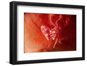 Soft Coral Porcelain Crab-Hal Beral-Framed Photographic Print