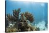 Soft Coral Sea Fans are Seen in This Underwater Photograph Taken Off the Isle of Youth, Cuba-James White-Stretched Canvas