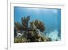 Soft Coral Sea Fans are Seen in This Underwater Photograph Taken Off the Isle of Youth, Cuba-James White-Framed Photographic Print