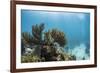 Soft Coral Sea Fans are Seen in This Underwater Photograph Taken Off the Isle of Youth, Cuba-James White-Framed Photographic Print