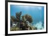 Soft Coral Sea Fans are Seen in This Underwater Photograph Taken Off the Isle of Youth, Cuba-James White-Framed Photographic Print