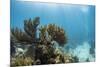 Soft Coral Sea Fans are Seen in This Underwater Photograph Taken Off the Isle of Youth, Cuba-James White-Mounted Photographic Print