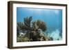 Soft Coral Sea Fans are Seen in This Underwater Photograph Taken Off the Isle of Youth, Cuba-James White-Framed Photographic Print