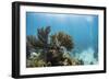 Soft Coral Sea Fans are Seen in This Underwater Photograph Taken Off the Isle of Youth, Cuba-James White-Framed Photographic Print