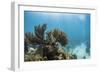 Soft Coral Sea Fans are Seen in This Underwater Photograph Taken Off the Isle of Youth, Cuba-James White-Framed Photographic Print