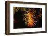 Soft Coral with Open Polyps-Hal Beral-Framed Photographic Print