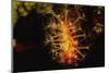 Soft Coral with Open Polyps-Hal Beral-Mounted Photographic Print