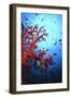 Soft Coral-Peter Scoones-Framed Photographic Print