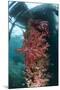 Soft Corals Adorn the Legs of Arborek Jetty, Raja Ampat, Indonesia-null-Mounted Photographic Print