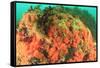 Soft corals, Alaska, Inside Passage-Stuart Westmorland-Framed Stretched Canvas