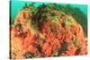 Soft corals, Alaska, Inside Passage-Stuart Westmorland-Stretched Canvas