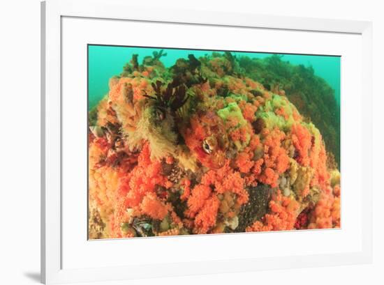 Soft corals, Alaska, Inside Passage-Stuart Westmorland-Framed Premium Photographic Print