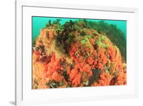 Soft corals, Alaska, Inside Passage-Stuart Westmorland-Framed Premium Photographic Print