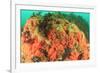Soft corals, Alaska, Inside Passage-Stuart Westmorland-Framed Premium Photographic Print