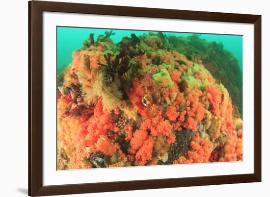 Soft corals, Alaska, Inside Passage-Stuart Westmorland-Framed Premium Photographic Print