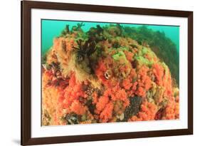 Soft corals, Alaska, Inside Passage-Stuart Westmorland-Framed Premium Photographic Print