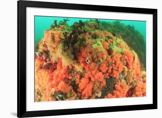 Soft corals, Alaska, Inside Passage-Stuart Westmorland-Framed Premium Photographic Print