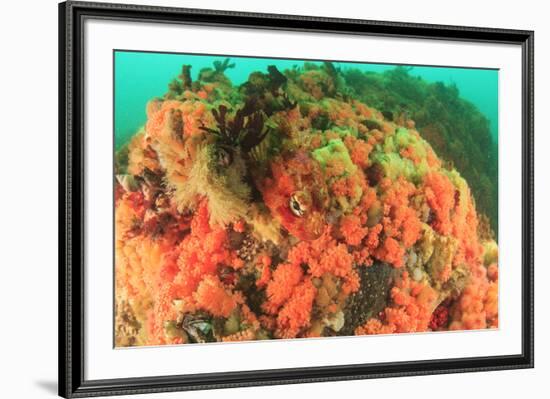 Soft corals, Alaska, Inside Passage-Stuart Westmorland-Framed Premium Photographic Print