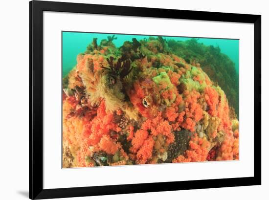 Soft corals, Alaska, Inside Passage-Stuart Westmorland-Framed Premium Photographic Print