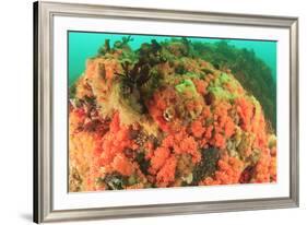 Soft corals, Alaska, Inside Passage-Stuart Westmorland-Framed Premium Photographic Print