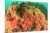 Soft corals, Alaska, Inside Passage-Stuart Westmorland-Mounted Premium Photographic Print