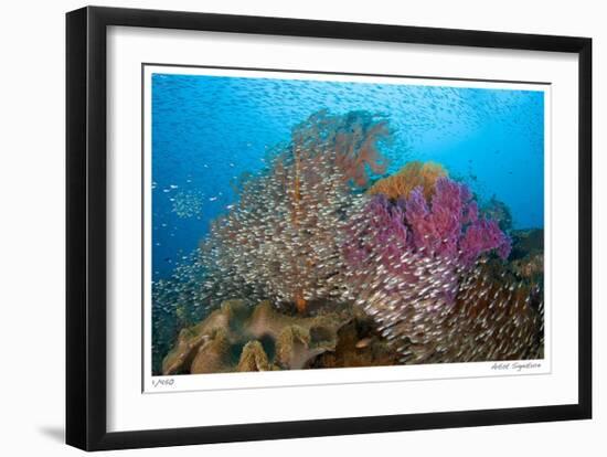 Soft Corals and Glassfish-Jones-Shimlock-Framed Giclee Print