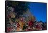 Soft Corals and Gorgonian Sea Fans Adorn a Reef in Fiji-Stocktrek Images-Framed Stretched Canvas