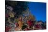 Soft Corals and Gorgonian Sea Fans Adorn a Reef in Fiji-Stocktrek Images-Stretched Canvas