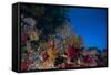 Soft Corals and Gorgonian Sea Fans Adorn a Reef in Fiji-Stocktrek Images-Framed Stretched Canvas