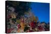 Soft Corals and Gorgonian Sea Fans Adorn a Reef in Fiji-Stocktrek Images-Stretched Canvas