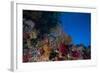 Soft Corals and Gorgonian Sea Fans Adorn a Reef in Fiji-Stocktrek Images-Framed Photographic Print