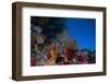 Soft Corals and Gorgonian Sea Fans Adorn a Reef in Fiji-Stocktrek Images-Framed Photographic Print